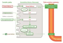 folian-dla-kobiet-w-ciazy-800-mcg-prenacare-60-tab-vege-aliness