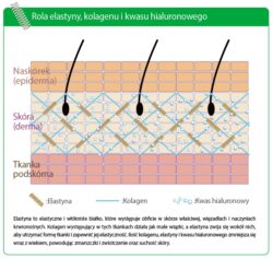 zestaw-proskin-elastin-complex-hialuron-complex-trio-dla-pieknej-skory-2×60-kaps-aliness