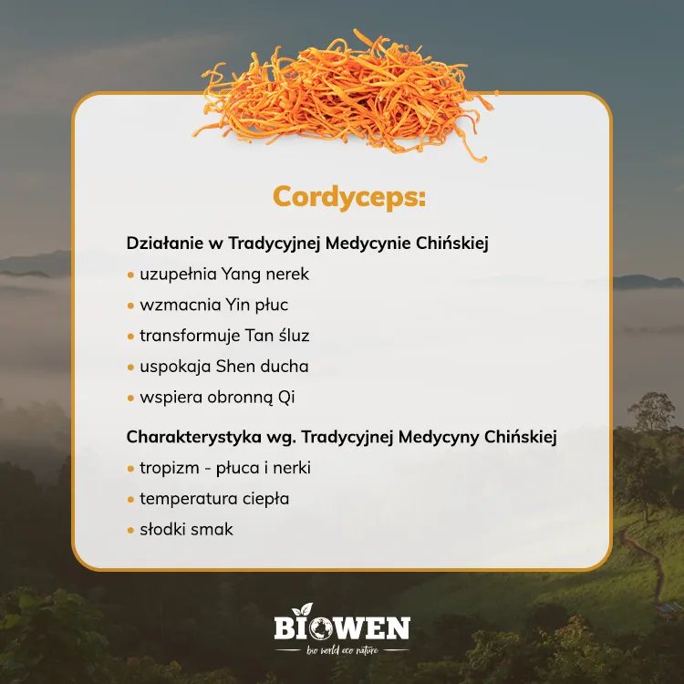 wlasciwosci-cordycepsu